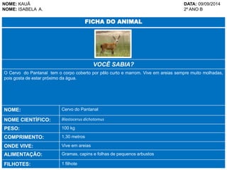 NOME: KAUÃ DATA: 09/09/2014 
NOME: ISABELA A. 2º ANO B 
FICHA DO ANIMAL 
VOCÊ SABIA? 
O Cervo do Pantanal tem o corpo coberto por pêlo curto e marrom. Vive em areias sempre muito molhadas, 
pois gosta de estar próximo da água. 
NOME: Cervo do Pantanal 
NOME CIENTÍFICO: Blastocerus dichotomus 
PESO: 100 kg 
COMPRIMENTO: 1,30 metros 
ONDE VIVE: Vive em areias 
ALIMENTAÇÃO: Gramas, capins e folhas de pequenos arbustos 
FILHOTES: 1 filhote 
 