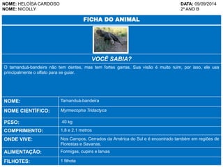 NOME: HELOÍSA CARDOSO DATA: 09/09/2014 
NOME: NICOLLY 2º ANO B 
FICHA DO ANIMAL 
VOCÊ SABIA? 
O tamanduá-bandeira não tem dentes, mas tem fortes garras. Sua visão é muito ruim, por isso, ele usa 
principalmente o olfato para se guiar. 
NOME: Tamanduá-bandeira 
NOME CIENTÍFICO: Myrmecopha Tridactyca 
PESO: 40 kg 
COMPRIMENTO: 1,8 e 2,1 metros 
ONDE VIVE: Nos Campos, Cerrados da América do Sul e é encontrado também em regiões de 
Florestas e Savanas. 
ALIMENTAÇÃO: Formigas, cupins e larvas 
FILHOTES: 1 filhote 
 