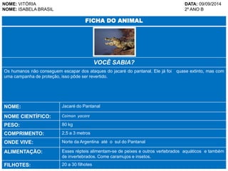 NOME: VITÓRIA DATA: 09/09/2014 
NOME: ISABELA BRASIL 2º ANO B 
FICHA DO ANIMAL 
VOCÊ SABIA? 
Os humanos não conseguem escapar dos ataques do jacaré do pantanal. Ele já foi quase extinto, mas com 
uma campanha de proteção, isso pôde ser revertido. 
NOME: Jacaré do Pantanal 
NOME CIENTÍFICO: Caiman yacare 
PESO: 80 kg 
COMPRIMENTO: 2,5 a 3 metros 
ONDE VIVE: Norte da Argentina até o sul do Pantanal 
ALIMENTAÇÃO: Esses répteis alimentam-se de peixes e outros vertebrados aquáticos e também 
de invertebrados. Come caramujos e insetos. 
FILHOTES: 20 a 30 filhotes 
 