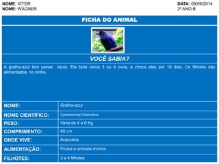 NOME: VÍTOR DATA: 09/09/2014 
NOME: WÁGNER 2º ANO B 
FICHA DO ANIMAL 
VOCÊ SABIA? 
A gralha-azul tem penas azuis. Ela bota cerca 3 ou 4 ovos, e choca eles por 18 dias. Os filhotes são 
alimentados no ninho. 
NOME: Gralha-azul 
NOME CIENTÍFICO: Cyanocoray Caeruleus 
PESO: Varia de 4 a 6 Kg 
COMPRIMENTO: 40 cm 
ONDE VIVE: Araucária 
ALIMENTAÇÃO: Frutos e animais mortos 
FILHOTES: 3 a 4 filhotes 
 