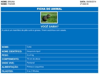 NOME: BRUNA DATA: 09/09/2014 
NOME: YGHOR 2º ANO B 
FICHA DO ANIMAL 
VOCÊ SABIA? 
A cutia é um mamífero de pêlo curto e grosso. Vivem sozinhos e em casais. 
NOME: Cutia 
NOME CIENTÍFICO: Dasyprocta Aguti 
PESO: 2 a 4 kg 
COMPRIMENTO: 70 cm de altura 
ONDE VIVE: Pantanal 
ALIMENTAÇÃO: Pinhos e coquinhos 
FILHOTES: 2 ou 3 filhotes 
 