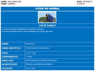 NOME: ANA CAROLINA DATA: 09/09/2014 
NOME: GABRIEL 2º ANO B 
FICHA DO ANIMAL 
VOCÊ SABIA? 
A Arara-azul está ameaçada de extinção no Brasil. 
A Arara-azul está entre as mais inteligentes do grupo das aves. 
NOME: Arara-azul 
NOME CIENTÍFICO: Anodorhynchus hyacinthinus 
PESO: 1,3 a 1,7 kg 
COMPRIMENTO: 1 metro 
ONDE VIVE: No Pantanal e na Floresta Amazônica 
ALIMENTAÇÃO: Grandes sementes de palmeiras 
FILHOTES: 2 ou 3 ovos 
 