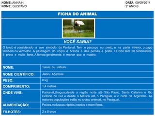 NOME: ANNA H. DATA: 09/09/2014 
NOME: GUSTAVO 2º ANO B 
FICHA DO ANIMAL 
VOCÊ SABIA? 
O tuiuiú é considerado a ave símbolo do Pantanal. Tem o pescoço nu preto, e na parte inferior, o papo 
também nu vermelho. A plumagem do corpo é branca e das pernas é preta. O bico tem 30 centímetros, 
é preto e muito forte. A fêmea geralmente, é menor que o macho. 
NOME: Tuiuiú ou Jaburu 
NOME CIENTÍFICO: Jabiru Mycteria 
PESO: 8 kg 
COMPRIMENTO: 1,4 metros 
ONDE VIVE: Pantanal,Uruguai,desde a região norte até São Paulo, Santa Catarina e Rio 
Grande do Sul e desde o México até o Paraguai, e o norte da Argentina. As 
maiores populações estão no chaco oriental, no Paraguai. 
ALIMENTAÇÃO: Peixes,moluscos,répteis,insetos e mamíferos. 
FILHOTES: 2 a 5 ovos 
 