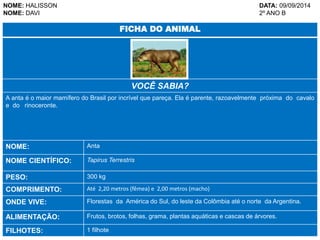 NOME: HALISSON DATA: 09/09/2014 
NOME: DAVI 2º ANO B 
FICHA DO ANIMAL 
VOCÊ SABIA? 
A anta é o maior mamífero do Brasil por incrível que pareça. Ela é parente, razoavelmente próxima do cavalo 
e do rinoceronte. 
NOME: Anta 
NOME CIENTÍFICO: Tapirus Terrestris 
PESO: 300 kg 
COMPRIMENTO: Até 2,20 metros (fêmea) e 2,00 metros (macho) 
ONDE VIVE: Florestas da América do Sul, do leste da Colômbia até o norte da Argentina. 
ALIMENTAÇÃO: Frutos, brotos, folhas, grama, plantas aquáticas e cascas de árvores. 
FILHOTES: 1 filhote 
 