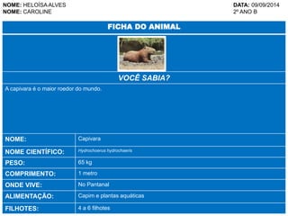 NOME: HELOÍSA ALVES DATA: 09/09/2014 
NOME: CAROLINE 2º ANO B 
FICHA DO ANIMAL 
VOCÊ SABIA? 
A capivara é o maior roedor do mundo. 
NOME: Capivara 
NOME CIENTÍFICO: Hydrochoerus hydrochaeris 
PESO: 65 kg 
COMPRIMENTO: 1 metro 
ONDE VIVE: No Pantanal 
ALIMENTAÇÃO: Capim e plantas aquáticas 
FILHOTES: 4 a 6 filhotes 
 