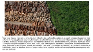 .
Toda essa riqueza natural, no entanto, tem sido alvo de exploração predatória e ilegal, ameaçando assim o ciclo
natural de reprodução dos recursos, bem como a subsistência das comunidades indígenas que habitam a região.
E a Mata Atlântica, floresta tropical que acompanhava toda a linha do litoral brasileiro, tem sido destruída desde
a chegada dos portugueses ao Brasil, em 1500, com a extração do pau Brasil, importante árvore desse bioma.
Hoje abrigando quase 70% da população brasileira (cerca de 120 milhões de pessoas), encontra na especulação
imobiliária, no corte ilegal de árvores, na agricultura e na poluição ambiental os principais fatores responsáveis
por sua extinção
 