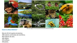 http://jornalggn.com.br/sites/default/files/admin/fotoramazonia.jpg
Vivem na Mata Atlântica*
Mais de 20 mil espécies de plantas;
298 espécies conhecidas de mamíferos;
992 espécies de aves;
200 répteis;
370 anfíbios;
350 peixes.
 