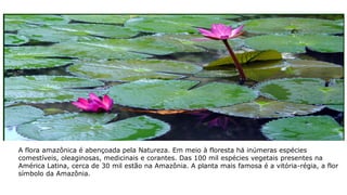 A flora amazônica é abençoada pela Natureza. Em meio à floresta há inúmeras espécies
comestíveis, oleaginosas, medicinais e corantes. Das 100 mil espécies vegetais presentes na
América Latina, cerca de 30 mil estão na Amazônia. A planta mais famosa é a vitória-régia, a flor
símbolo da Amazônia.
 