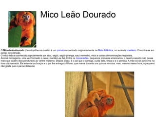 Mico Leão Dourado O  Mico-leão-dourado  ( Leontopithecus rosalia ) é um  primata  encontrado originariamente na  Mata Atlântica , no sudeste  brasileiro . Encontra-se em perigo de extinção. O mico-leão é conhecido popularmente por sauí, sagüi, sagüi-piranga, sauí vermelho, mico e outras denominações regionais. Animal monógamo, uma vez formado o casal, mantém-se fiel. Entre os  micos-leões , pequenos primatas americanos, o recém-nascido não passa mais que quatro dias pendurado ao ventre materno. Depois disso, é o pai que o carrega, cuida dele, limpa-o e o penteia. A mãe só se aproxima na hora da mamada. Ele estende os braços e o pai lhe entrega o filhote, que mama durante uns quinze minutos. mas, mesmo nessa hora, o pequeno não gosta que o pai se distancie 