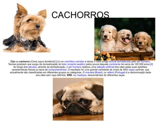 CACHORROS Cão  ou  cachorro  ( Canis lupus familiaris [1] ) é um  mamífero   canídeo  e talvez o mais antigo  animal   domesticado  pelo  ser humano . Teorias postulam que surgiu da domesticação do  lobo cinzento   asiático  pelos povos daquele  continente  há cerca de 100 000 anos. [2]  Ao longo dos  séculos , através da domesticação, o  ser humano  realizou uma  seleção artificial  dos cães pelas suas aptidões, características físicas ou tipos de  comportamentos . O resultado foi uma grande variedade de (mais de 400)  raças  caninas, que actualmente são classificadas em diferentes grupos ou categorias. O  vira-lata  ( Brasil ), ou  rafeiro  ( Portugal ) é a denominação dada aos cães sem raça definida,  SRD , ou  mestiços , descendentes de diferentes raças. 