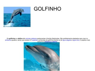 GOLFINHO Os  golfinhos  ou  delfins  são  animais   cetáceos  pertencentes à família  Delphinidae . São perfeitamente adaptados para viver no  ambiente  aquático, sendo que existem 37  espécies  conhecidas de golfinhos dentre os de  água salgada  e  água doce . A espécie mais comum é a  Delphinus delphis . 