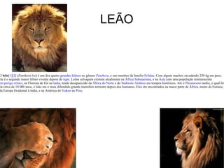 LEÃO O  leão [1] [2]  ( Panthera leo ) é um dos quatro  grandes felinos  no gênero  Panthera , e um membro da família  Felidae . Com alguns machos excedendo 250 kg em peso, ele é o segundo maior felino vivente depois do  tigre . Leões selvagens existem atualmente na  África Subsaariana , e na  Ásia  com uma população reminescente  em perigo crítico , na Floresta de Gir na  índia , tendo desaparecido da  África do Norte  e do  Sudoeste Asiático  em tempos históricos. Até o  Pleistoceno  tardio, o qual foi há cerca de 10 000 anos, o leão era o mais difundido grande mamífero terrestre depois dos humanos. Eles era encontrados na maior parte da África, muito da Eurásia, da Europa Ocidental à índia, e na América do  Yukon  ao  Peru . 