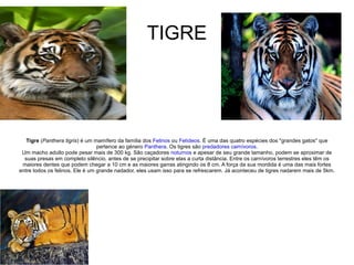 TIGRE Tigre  ( Panthera tigris ) é um mamífero da família dos  Felinos  ou  Felídeos . É uma das quatro espécies dos "grandes gatos" que pertence ao género  Panthera . Os tigres são  predadores   carnívoros . Um macho adulto pode pesar mais de 300 kg. São caçadores  noturnos  e apesar de seu grande tamanho, podem se aproximar de suas presas em completo silêncio, antes de se precipitar sobre elas a curta distância. Entre os carnívoros terrestres eles têm os maiores dentes que podem chegar a 10 cm e as maiores garras atingindo os 8 cm. A força da sua mordida é uma das mais fortes entre todos os felinos. Ele é um grande nadador, eles usam isso para se refrescarem. Já aconteceu de tigres nadarem mais de 5km. 