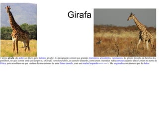 Girafa O termo  girafa  (do  árabe   zarAfa(t) , pelo  italiano   giraffa ) é a designação comum aos grandes  mamíferos   artiodátilos ,  ruminantes , do gênero  Giraffa , da família dos girafídeos, no qual consta uma única espécie, a  Giraffa camelopardalis , ou camelo-leopardo, como eram chamadas pelos  romanos  quando elas existiam no norte da  África , pois acreditava-se que vinham de uma mistura de uma  fêmea   camelo , com um  macho   leopardo [ carece de fontes ?] . São  ungulados  com número par de  dedos . 