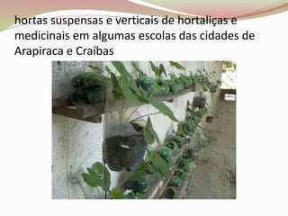 hortas suspensas e verticais de hortaliças e
medicinais em algumas escolas das cidades de
Arapiraca e Craíbas
 