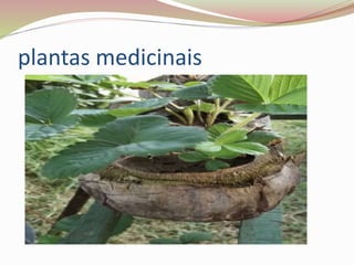 plantas medicinais
 