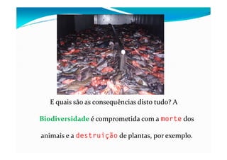 E quais são as consequências disto tudo? A
Biodiversidade é comprometida com a morte dos
animais e a destruição de plantas, por exemplo.
 