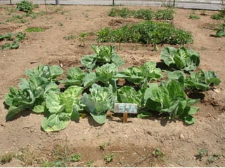 Alvito_ComéniusProject_horta biológica parte 2