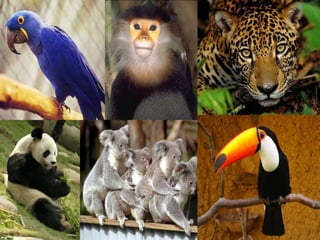 Projeto conhecendo os animais