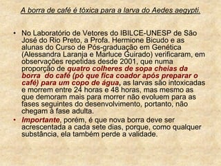 A borra de café é tóxica para a larva do Aedes aegypti.No Laboratório de Vetores do IBILCE-UNESP de São José do Rio Preto, a Profa. Hermione Bicudo e as alunas do Curso de Pós-graduação em Genética (Alessandra Laranja e Marluce Guirado) verificaram, em observações repetidas desde 2001, que numa proporção de quatro colheres de sopa cheias da borra  do café (pó que fica coador após preparar o café) para um copo de água, as larvas são intoxicadas e morrem entre 24 horas e 48 horas, mas mesmo as que demoram mais para morrer não evoluem para as fases seguintes do desenvolvimento, portanto, não chegam à fase adulta.Importante, porém, é que nova borra deve ser acrescentada a cada sete dias, porque, como qualquer substância, ela também perde a validade. 