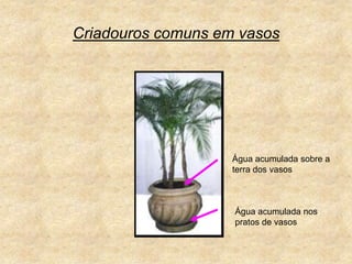 Criadouros comuns em vasosÁgua acumulada sobre a terra dos vasosÁgua acumulada nos pratos de vasos