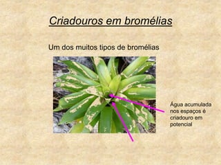 Criadouros em broméliasUm dos muitos tipos de broméliasÁgua acumulada nos espaços é criadouro em potencial
