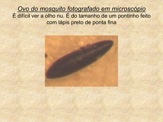 Ovo do mosquito fotografado em microscópioÉ difícil ver a olho nu. É do tamanho de um pontinho feito com lápis preto de ponta fina