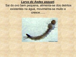 Larva do Aedes aegypti. Sai do ovo bem pequena, alimenta-se dos detritos existentes na água, movimenta-se muito e cresce......
