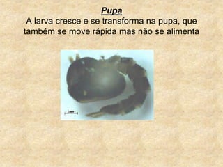PupaA larva cresce e se transforma na pupa, que também se move rápida mas não se alimenta