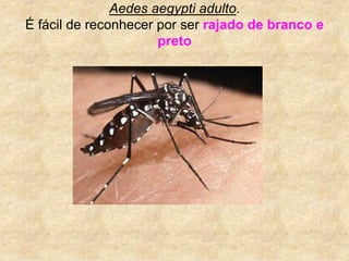Aedes aegypti adulto. É fácil de reconhecer por ser rajado de branco e preto