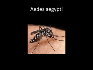 Aedes aegypti
 