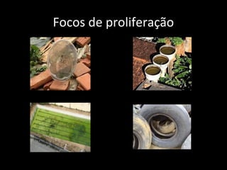 Focos de proliferação
 