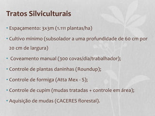 Tratos Silviculturais
• Espaçamento: 3x3m (1.111 plantas/ha)
• Cultivo mínimo (subsolador a uma profundidade de 60 cm por
20 cm de largura)
• Coveamento manual (300 covas/dia/trabalhador);
• Controle de plantas daninhas (Roundup);
• Controle de formiga (Atta Mex - S);
• Controle de cupim (mudas tratadas + controle em área);
• Aquisição de mudas (CACERES florestal).
 