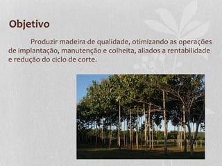 Objetivo
Produzir madeira de qualidade, otimizando as operações
de implantação, manutenção e colheita, aliados a rentabilidade
e redução do ciclo de corte.
 