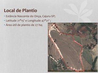 Local de Plantio
• Estância Nascente do Onça, Cajuru-SP;
• Latitude 21°15’ e Longitude 47°21’ ;
• Área útil de plantio de 27 ha;
 