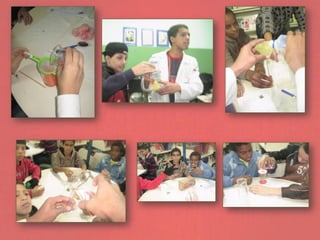 Extração do DNA do Morango