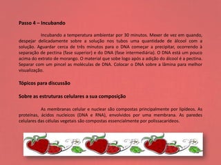 Passo 4 – Incubando
Incubando a temperatura ambientar por 30 minutos. Mexer de vez em quando,
despejar delicadamente sobre a solução nos tubos uma quantidade de álcool com a
solução. Aguardar cerca de três minutos para o DNA começar a precipitar, ocorrendo à
separação de pectina (fase superior) e do DNA (fase intermediária). O DNA está um pouco
acima do extrato de morango. O material que sobe logo após a adição do álcool é a pectina.
Separar com um pincel as moléculas de DNA. Colocar o DNA sobre a lâmina para melhor
visualização.
Tópicos para discussão
Sobre as estruturas celulares a sua composição
As membranas celular e nuclear são compostas principalmente por lipídeos. As
proteínas, ácidos nucleicos (DNA e RNA), envolvidos por uma membrana. As paredes
celulares das células vegetais são compostas essencialmente por polissacarídeos.
 