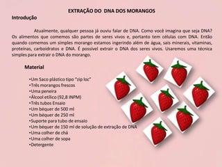 EXTRAÇÃO DO DNA DOS MORANGOS
Introdução
Atualmente, qualquer pessoa já ouviu falar de DNA. Como você imagina que seja DNA?
Os alimentos que comemos são partes de seres vivos e, portanto tem células com DNA. Então
quando comemos um simples morango estamos ingerindo além de água, sais minerais, vitaminas,
proteínas, carboidratos e DNA. É possível extrair o DNA dos seres vivos. Usaremos uma técnica
simples para extrair o DNA do morango.
Material
•Um Saco plástico tipo “zip loc”
•Três morangos frescos
•Uma peneira
•Álcool etílico (92,8 INPM)
•Três tubos Ensaio
•Um béquer de 500 ml
•Um béquer de 250 ml
•Suporte para tubo de ensaio
•Um béquer de 150 ml de solução de extração de DNA
•Uma colher de chá
•Uma colher de sopa
•Detergente
 