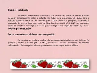 Passo 4 – Incubando
Incubando a temperatura ambientar por 10 minutos. Mexer de vez em quando,
despejar delicadamente sobre a solução nos tubos uma quantidade de álcool com a
solução. Aguardar cerca de três minutos para o DNA começar a precipitar, ocorrendo à
separação de pectina (fase superior) e do DNA (fase intermediária). O DNA está um pouco
acima do extrato de morango. O material que sobe logo após a adição do álcool é a pectina.
Tópicos para discussão
Sobre as estruturas celulares a sua composição
As membranas celular e nuclear são compostas principalmente por lipídeos. As
proteínas, ácidos nucleicos (DNA e RNA), envolvidos por uma membrana. As paredes
celulares das células vegetais são compostas essencialmente por polissacarídeos.
 