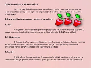 Onde se encontra o DNA nas células
Cerca de 99% do DNA encontra-se no núcleo da células o restante encontra-se em
locais específicos como por exemplo, nas organelas (mitocôndria e os cloroplastos possuem o
próprio DNA).
Sobre a função dos reagentes usados na experiência
3.1 Sal
A adição do sal no início da experiência proporciona ao DNA um ambiente favorável. O
uso do sal aumenta a densidade do meio o que facilita a migração do DNA para o álcool.
3.2. Detergente
O detergente afeta a permeabilidade das membranas os conteúdos celulares, incluindo
as proteínas e o DNA são liberados e dispersam-se na solução. A função de algumas dessas
proteínas é manter o DNA enrolado numa espiral muito apertada.
3.3 Álcool
O DNA não se dissolve no álcool. Como resultado, o DNA precipita-se, ele aparece na
superfície da solução porque é menos denso que a água e a mistura aquosa dos restos celulares.
 