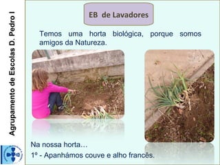 Agrupamento de Escolas D. Pedro I                   EB de Lavadores

                                      Temos uma horta biológica, porque somos
                                      amigos da Natureza.




                                    Na nossa horta…
                                    1º - Apanhámos couve e alho francês.
 