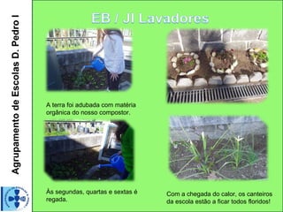 Agrupamento de Escolas D. Pedro I




                                    A terra foi adubada com matéria
                                    orgânica do nosso compostor.




                                    Às segundas, quartas e sextas é   Com a chegada do calor, os canteiros
                                    regada.                           da escola estão a ficar todos floridos!
 