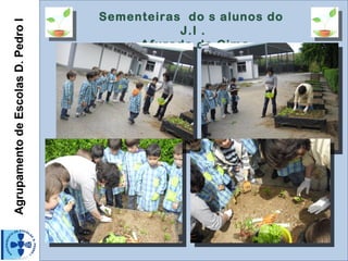 Agrupamento de Escolas D. Pedro I   Sementeiras do s alunos do
                                               J.I .
                                         Afurada de Cima
 