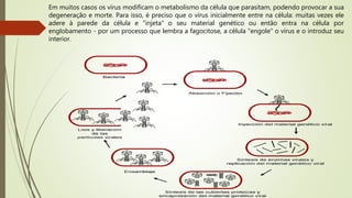 Em muitos casos os vírus modificam o metabolismo da célula que parasitam, podendo provocar a sua
degeneração e morte. Para isso, é preciso que o vírus inicialmente entre na célula: muitas vezes ele
adere à parede da célula e "injeta" o seu material genético ou então entra na célula por
englobamento - por um processo que lembra a fagocitose, a célula "engole" o vírus e o introduz seu
interior.
 