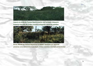 − 20 −

Aspecto da borda da Floresta Ripária anterior com formação campestre.
Presença marcante de Croton urucana a esquerda e pioneiras heliófilas.

Borda alterada de Floresta Ripária do rio Atibaia, dominada por espécies
pioneiras como Schizolobium parahyba, Croton urucana e Cecropia pachystachya.

20

 