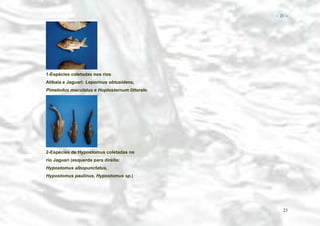 − 23 −

1-Espécies coletadas nos rios
Atibaia e Jaguari: Leporinus obtusidens,
Pimelodus maculatus e Hoplosternum littorale.

2-Espécies de Hypostomus coletadas no
rio Jaguari (esquerda para direita:
Hypostomus albopunctatus,
Hypostomus paulinus, Hypostomus sp.)

23

 