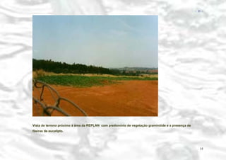 − 35 −

Vista de terreno próximo à área da REPLAN com predomínio de vegetação graminóide e a presença de
fileiras de eucalipto.

35

 