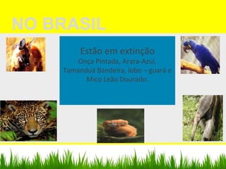 Estão em extinção
Onça Pintada, Arara-Azul,
Tamanduá Bandeira, lobo – guará e
Mico Leão Dourado.
NO BRASIL
 
