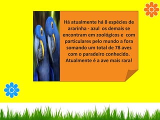 Há atualmente há 8 espécies de
ararinha - azul os demais se
encontram em zoológicos e com
particulares pelo mundo a fora
somando um total de 78 aves
com o paradeiro conhecido.
Atualmente é a ave mais rara!
 