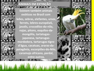 Existem também animais
exóticos no Brasil com
leões, zebras, elefantes, ursos,
ferrets, lebres-européiaS,
javalis, crocodilos-do-nilo,
najas, pitons, esquilos-da-
mongólia, tartatugas-
japonesa, tartarugas-
mordedora, tartarugas-tigre-
d'água, cacatuas, araras-da-
patagônia, escorpiões-do-Nilo,
caramujo africano, pardal,
entre outros.
 